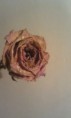 /album/photo-gallery-homepage/dew-kissed-pink-rose-jpg/